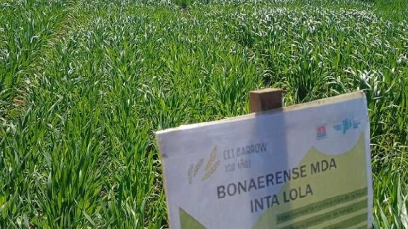 El MDA inscribió dos nuevas variedades de avena en el INASE