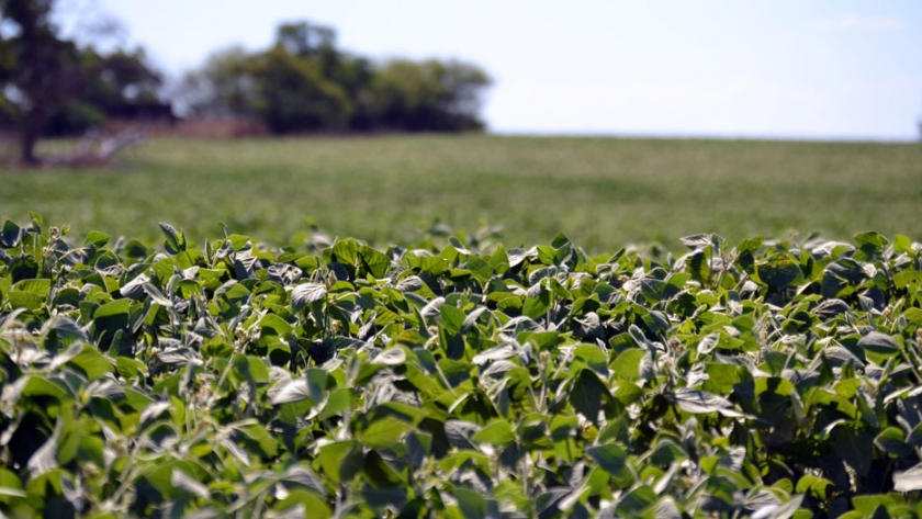 El 17% del área de soja sembrada en la última zafra fue con semilla ilegal, lo que preocupa a URUPOV