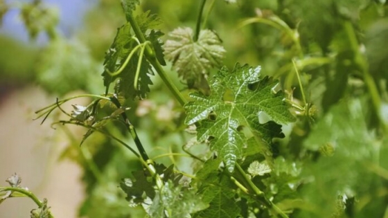 Estrategias para el manejo de enfermedades en el cultivo de vid