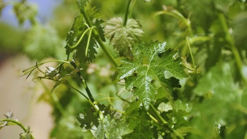 Estrategias para el manejo de enfermedades en el cultivo de vid