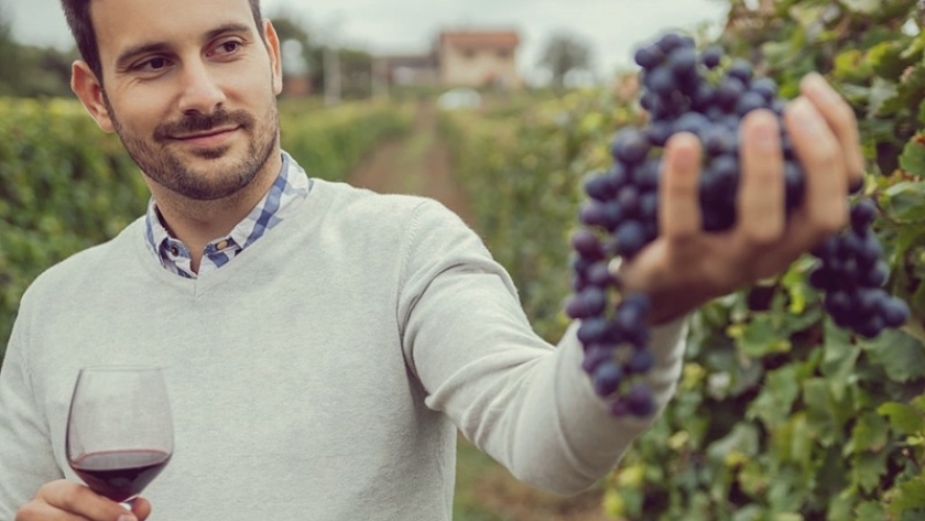 El terroir: la esencia única de los vinos del mundo