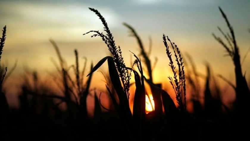 Innovaciones en el agro: cuando dato mata relato