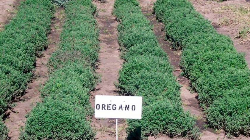 Evalúan producciones de especies aromáticas y medicinales