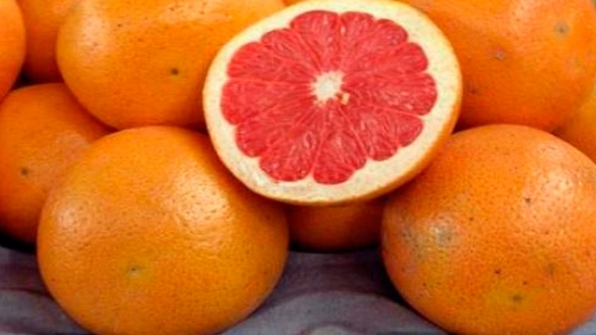 Evalúan un antioxidante que protege al pomelo del daño por frío