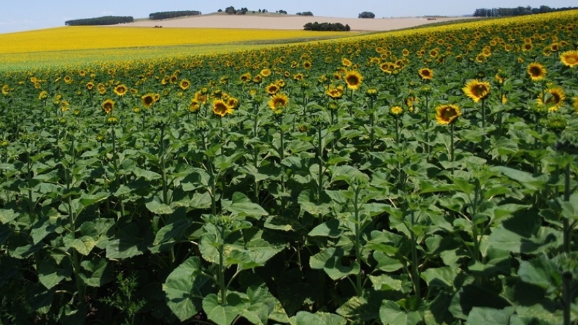 Los desafíos de la agricultura global