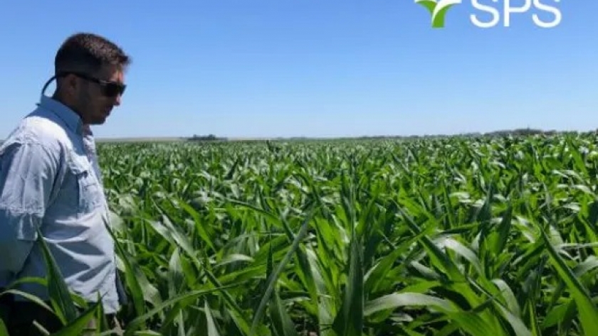 SPS se relanza al mercado como nueva marca de Syngenta, con híbridos confiables en una precampaña que comienza a mostrar faltantes