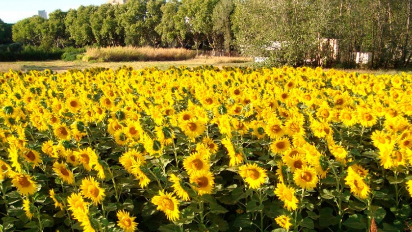 El girasol busca su techo de rendimiento