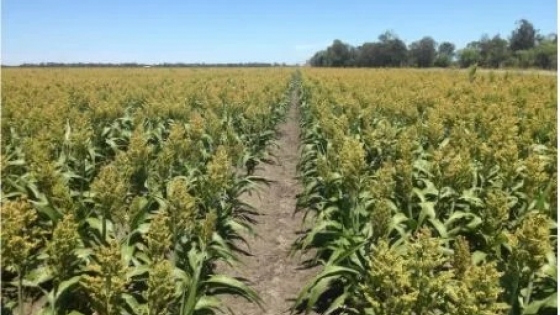 Ven en el sorgo la mejor alternativa ante el cambio climático