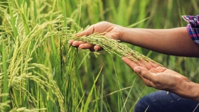 La falta de herbicidas compromete la campaña de arroz