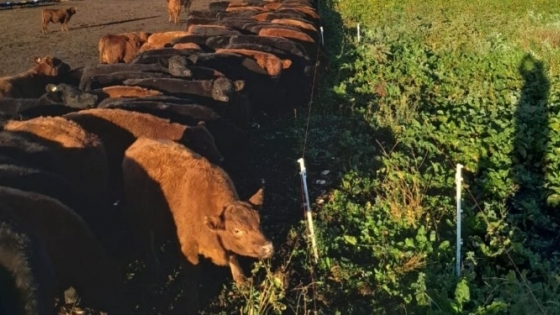 Remolacha forrajera: el cultivo que revoluciona la ganadería con más carne por hectárea y bajo costo