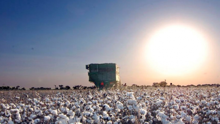 Productores mexicanos de algodón piden ayuda al Presidente ante las decisiones unilaterales de la Semarnat
