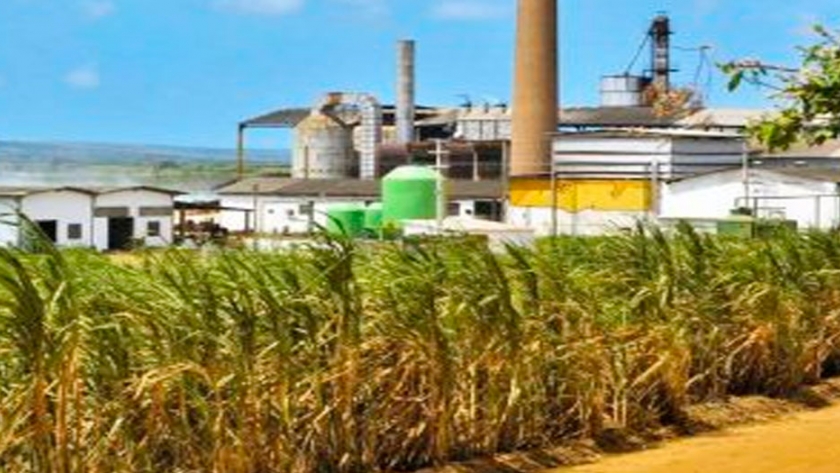 Biocombustibles: La clave para reactivar la economía tras la pandemia