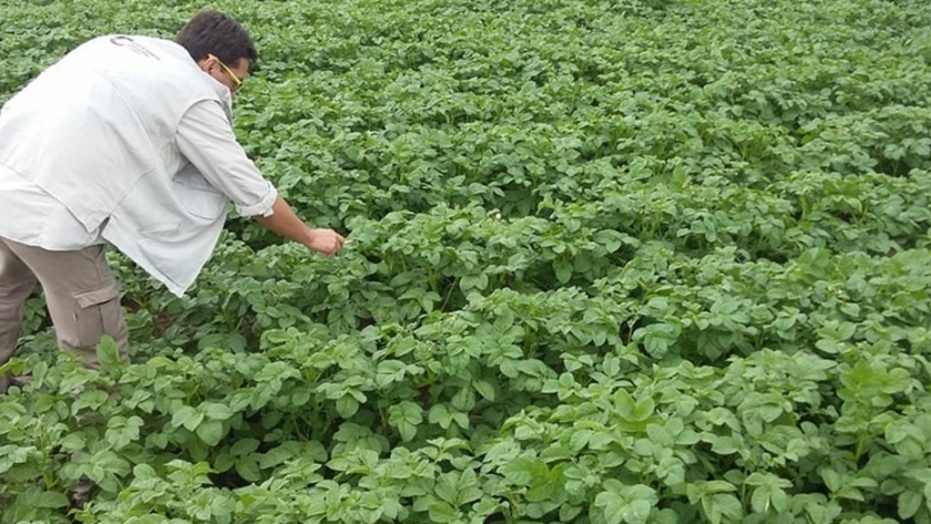 Comenzó la inscripción anual de productores de papa semilla
