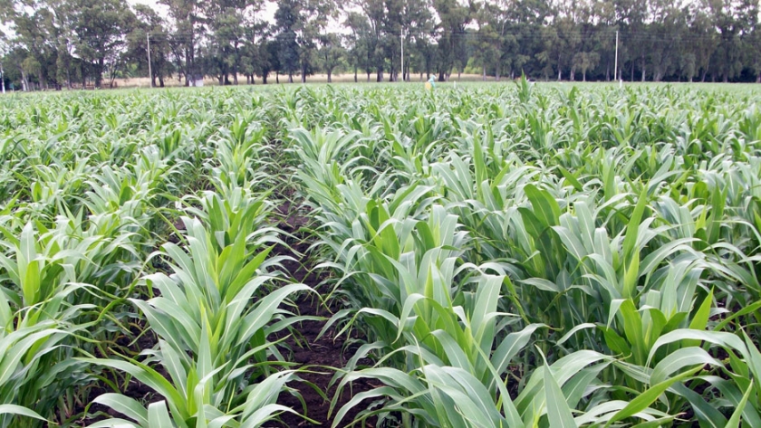 Mejoramiento y Calidad Vegetal de INTA Bordenave