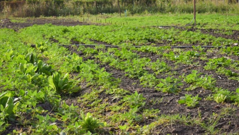 Más de 150 familias rurales chaqueñas accederán a financiamiento para potenciar sus proyectos hortícolas