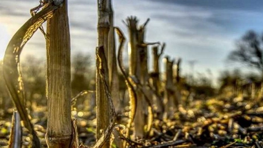Uso de bioinoculantes para facilitar la descomposición de rastrojos de Maíz