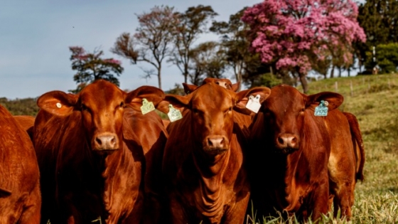 Ganadería: selección genética para reducir el costo de alimentación