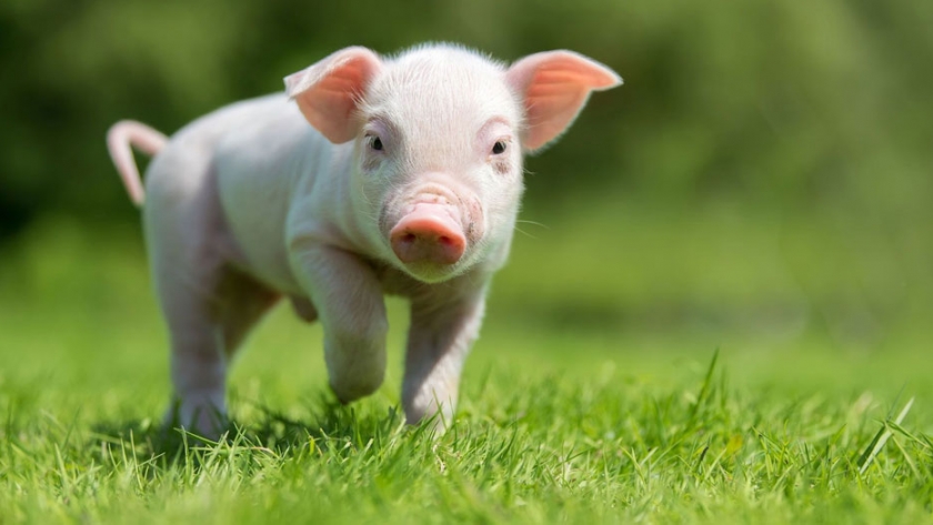 Aliados en el campo: cerdos y pastos