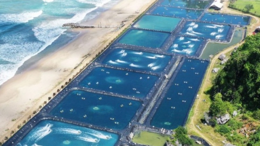 Indonesia y Ecuador, buscan potenciar la producción de camarón de cultivo (Vannamei)