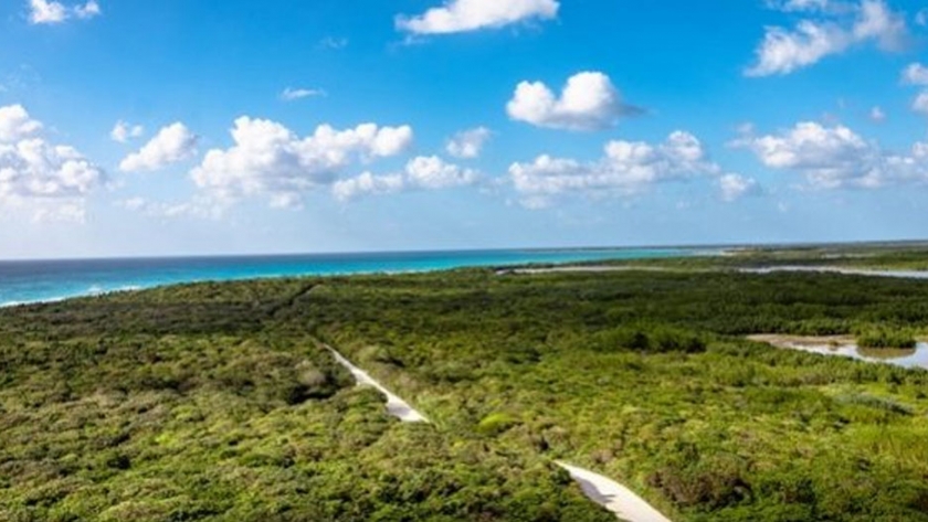 Soluciones climáticas basadas en la naturaleza, una oportunidad para América Latina