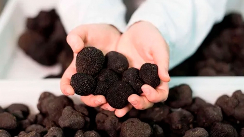 Pensar nuevas inversiones en la cuarentena: el cultivo que se exporta a 2.000 dólares el kilo