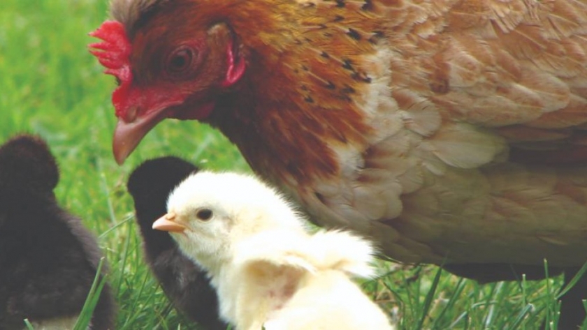 Agricultura asistirá a tenedores y tenedoras de aves traspatio afectados por la Influenza Aviar
