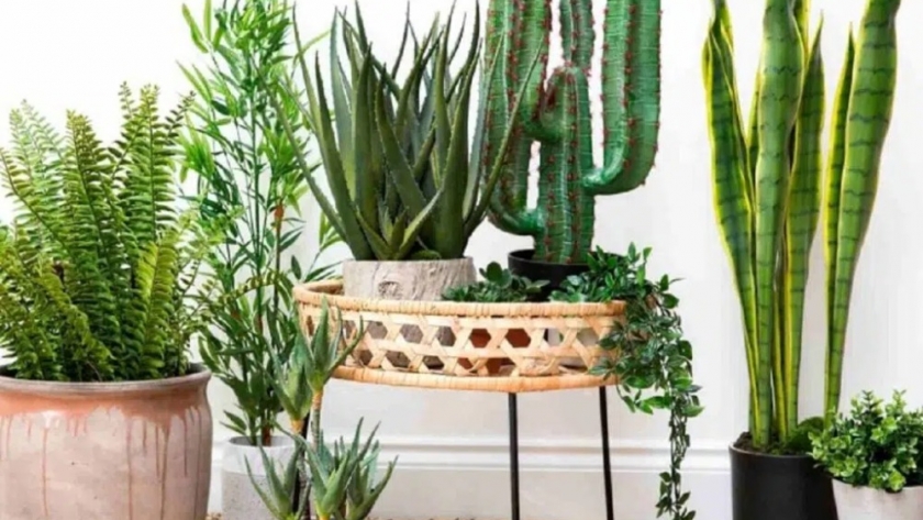 6 plantas que simbolizan suerte y gratitud