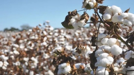 Textiles advierten por el impacto de la sequía en precios
