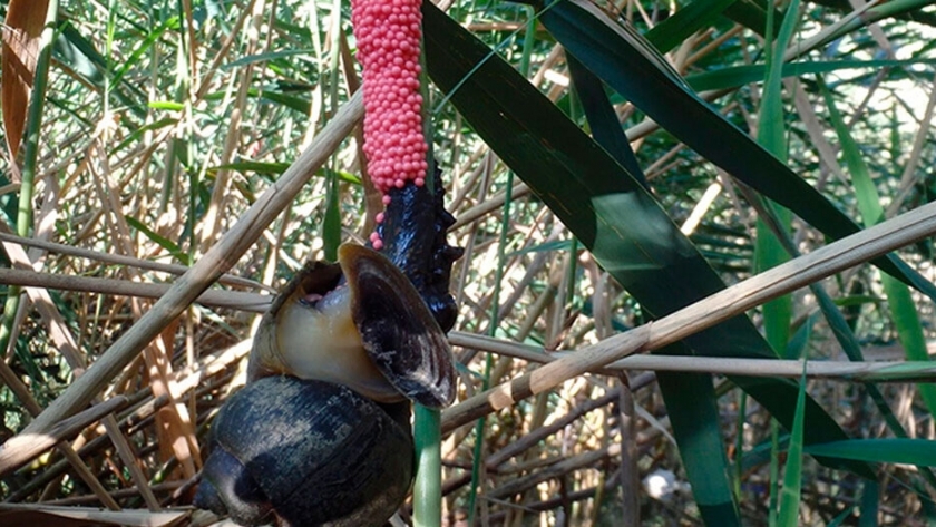 Secuencian el genoma del super caracol argentino que invadió el mundo