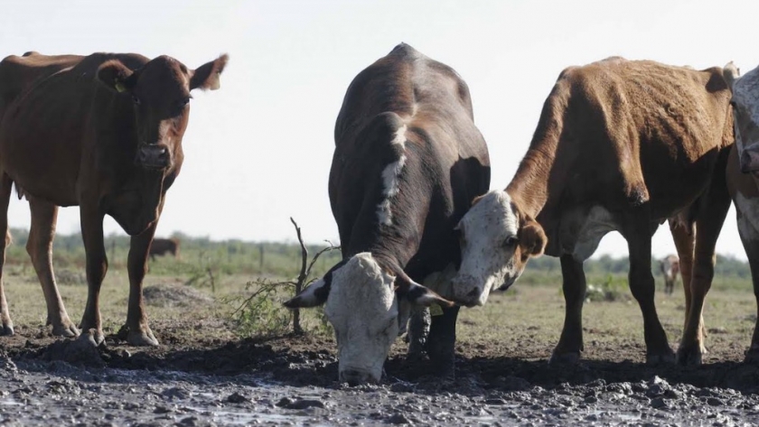 Emergencia Agropecuaria: hasta el 1 de abril se reciben las declaraciones juradas
