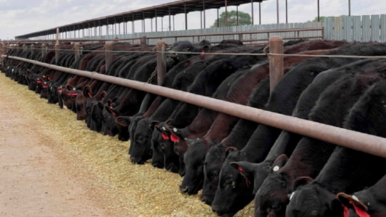 El Negocio de la Carne en Sistemas Lecheros
