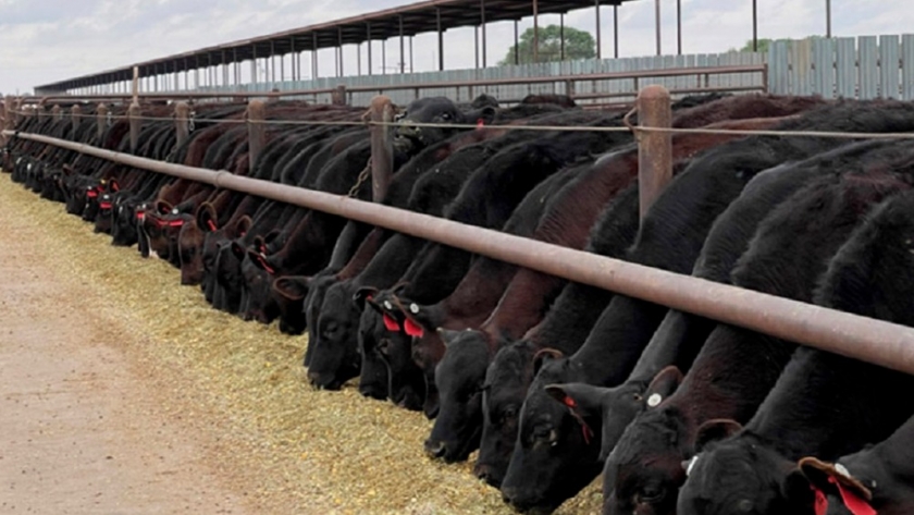 El Negocio de la Carne en Sistemas Lecheros