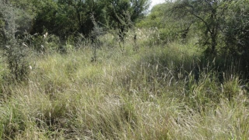 Utilizan tecnología satelital para optimizar el manejo del pastoreo