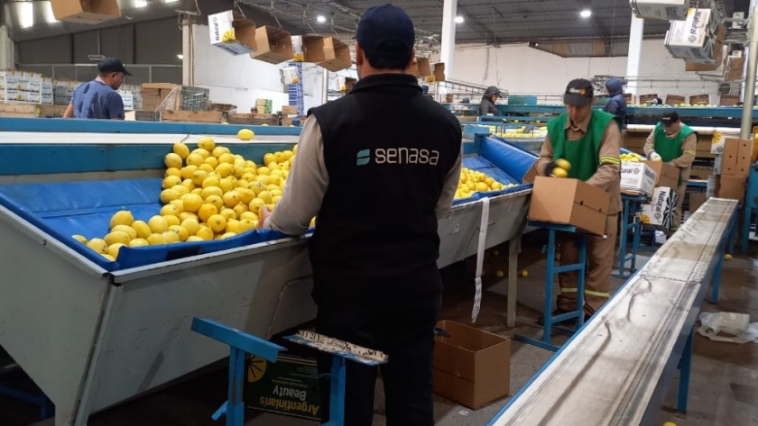 Tucumán: Supervisión de fruta fresca cítrica de exportación a distintos mercados