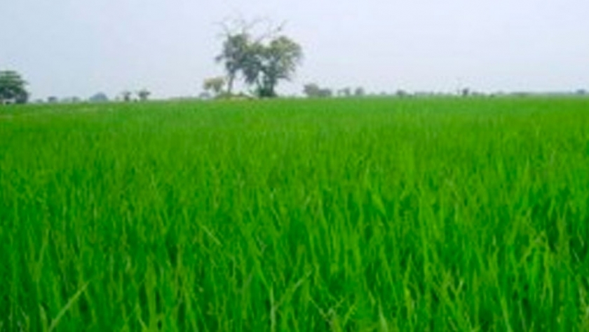 Santa Fe, más cerca del arroz y la alfalfa tolerantes a sequía con el proyecto de Raquel Chan