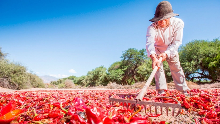 Se estableció el valor de referencia del kilo de pimiento para pimentón
