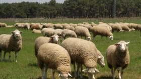 Conocimiento compartido para impulsar el pastoreo en Europa