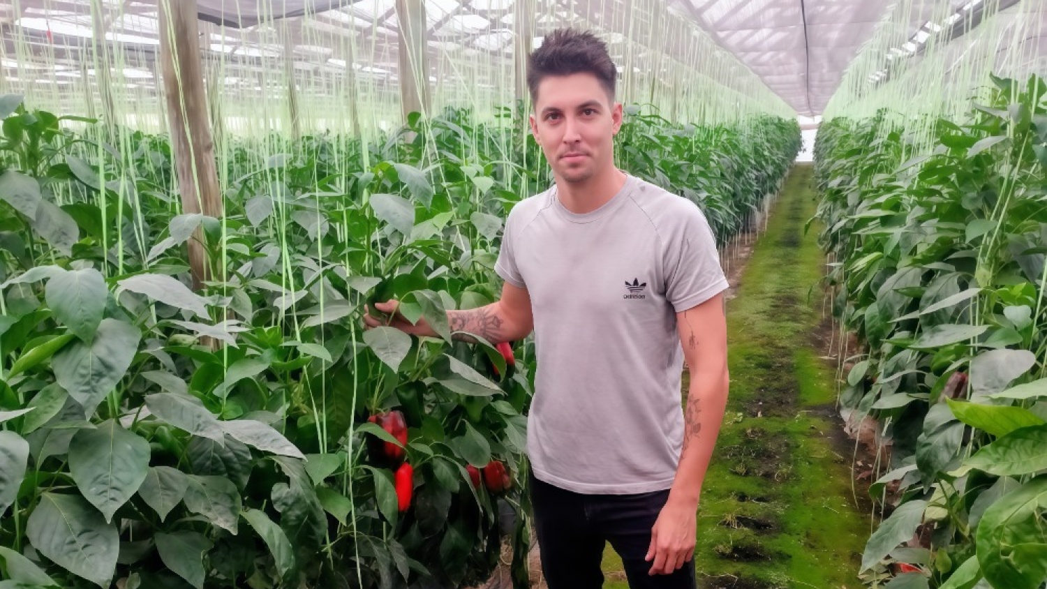 De una huerta familiar a 13 hectáreas bajo invernadero: cómo se consolidó el mayor polo de hidroponía hortícola del país