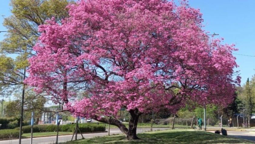 Volver a las plantas autóctonas: por qué los lapacho son el mejor ejemplo de este regreso