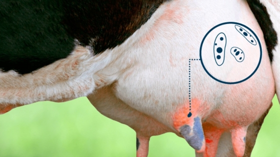 Una vacuna argentina promete reducir la mastitis bovina y fortalecer la lechería nacional