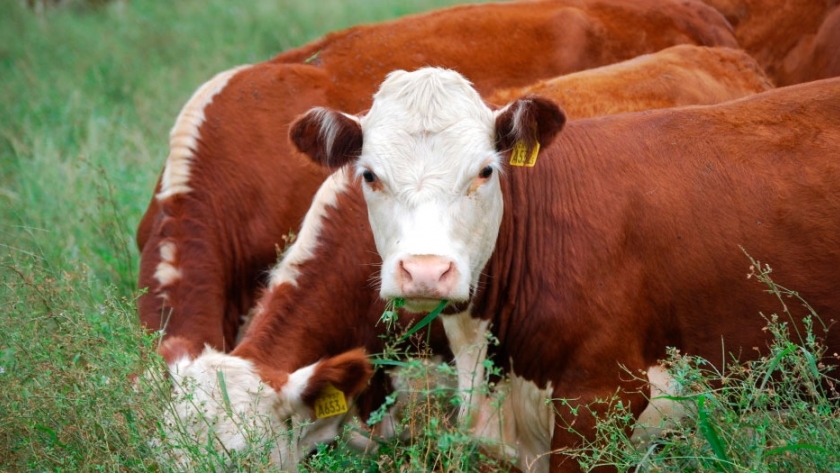 Epichloë occultans: un hongo que afecta la alimentación de las vacas