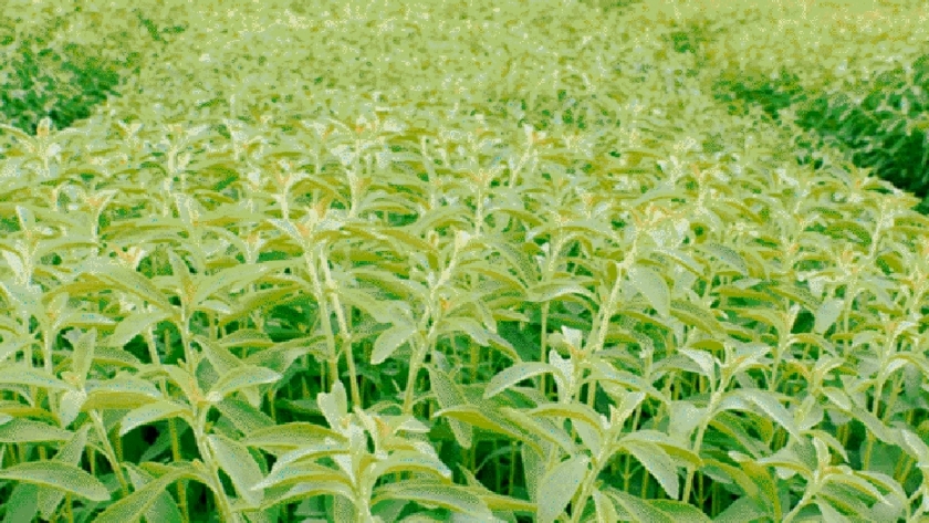 Presentan una variedad de estevia