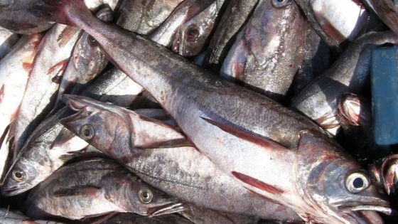 <Preocupación en el sector pesquero y procesador peruano por la disminución de merluza