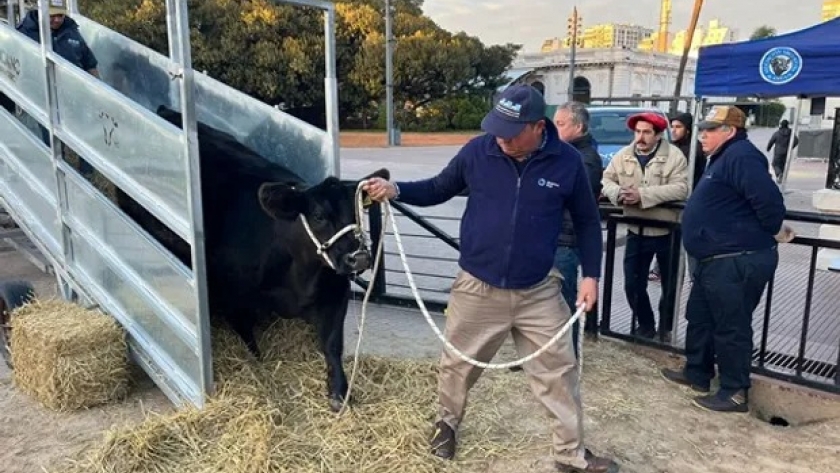 Se armó la Fiesta: ingresó el primer animal Angus de la Expo Otoño