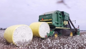 Algodón: qué empresa agropecuaria logró certificar los primeros campos de la región