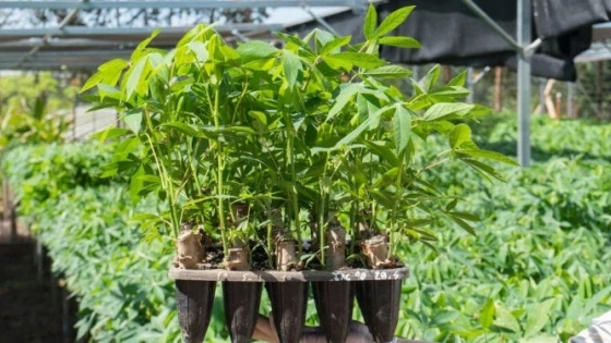 Biotecnología de Biofábrica busca alta productividad de mandioca para tareferos asociados