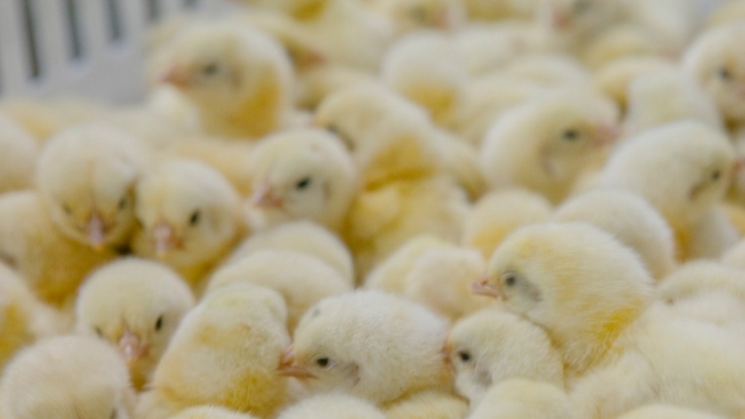 Control del estado sanitario de más de 26 mil aves de corral importadas desde Brasil