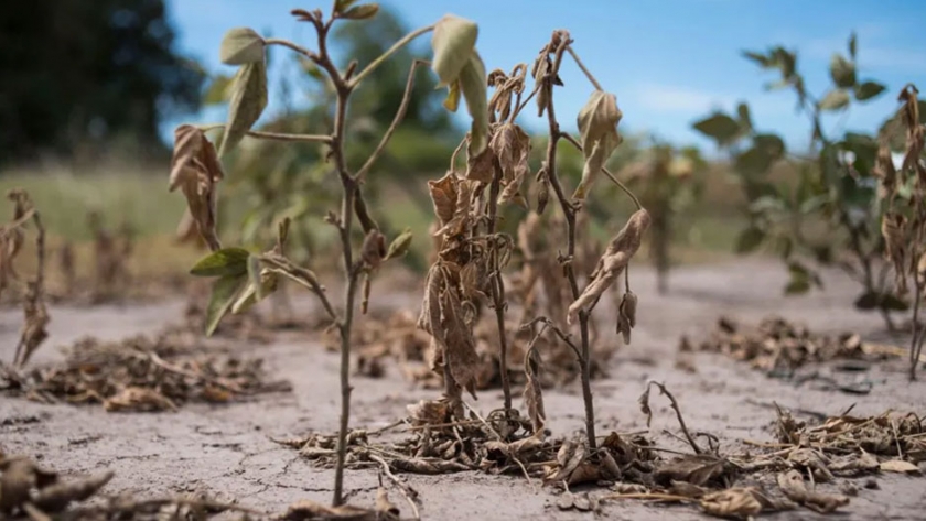 El Estado entrerriano creará una comisión de emergencia agropecuaria