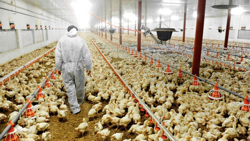 ¿Cómo proteger a las aves de granja de la ola de calor?