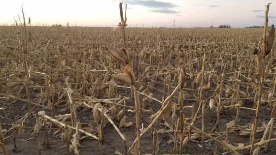 Ráfagas máximas de viento voltearon lotes de maíz